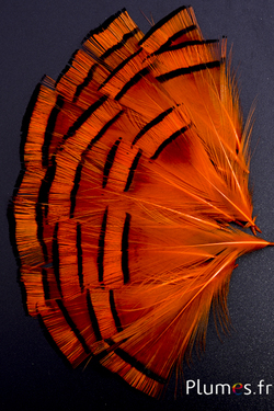 Faisan doré - 4-6 cm - orange doré-orange